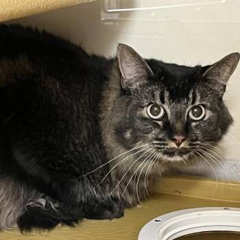 Zamir 53508 -  Domestic Long Hair Cat for Adoption in Las Vegas, Nevada - Zamir 53508 | PetCurious