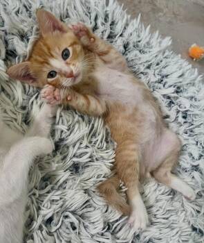 Tony -  Domestic Short Hair Cat for Adoption in Boca Raton, Florida - Tony | PetCurious