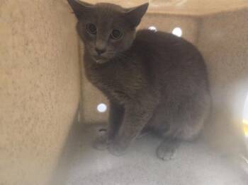 BARN CAT TILLY -  Domestic Short Hair Cat for Adoption in Kent, Washington - BARN CAT TILLY | PetCurious