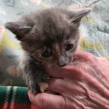 Domestic Short Hair Cats Available for Adoption in Eureka Springs, Arkansas - Lavender | PetCurious