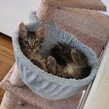 Cheeseburger -  Tabby and Domestic Long Hair Cat for Adoption in Sacramento, California - Cheeseburger | PetCurious