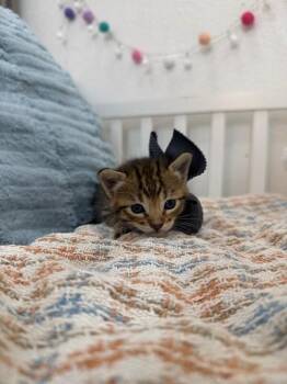 Tabby and Domestic Short Hair Cats Available for Adoption in Friendswood, Texas - Baby Cutie Boo Boo | PetCurious