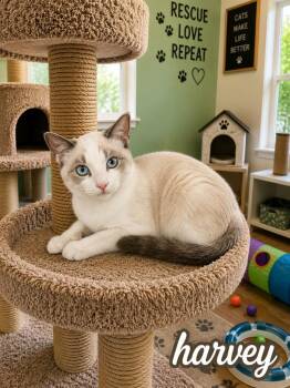 Harvey -  Domestic Short Hair Cat for Adoption in Mountain Home, Arkansas - Harvey | PetCurious