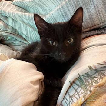 Sisal -  Domestic Short Hair Cat Available for Adoption in Candler, North Carolina - Sisal | PetCurious