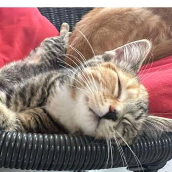 Rescue Domestic Short Hair Cats for Adoption in Saint-jacques, Quebec - Lison | PetCurious