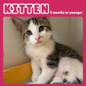 Drums -  Domestic Short Hair Cat for Adoption in Gainesville, Florida - Drums | PetCurious