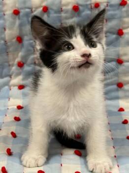 Domestic Medium Hair Cats Available for Adoption in Vacaville, California - Elliot | PetCurious