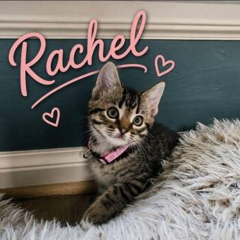 Rachel -  Domestic Medium Hair Cat for Adoption in Oklahoma City, Oklahoma - Rachel | PetCurious