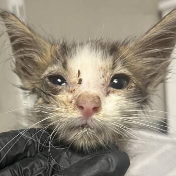 Torta -  Domestic Short Hair Cat for Adoption in Yuma, Arizona - Torta | PetCurious