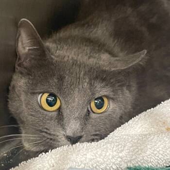 Rescue Domestic Short Hair Cats for Adoption in Cumming, Georgia - Clementine | PetCurious