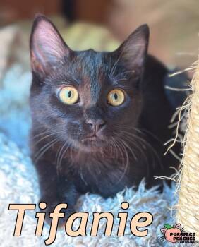 Rescue Domestic Short Hair Cats for Adoption in Douglasville, Georgia - Tifanie | PetCurious