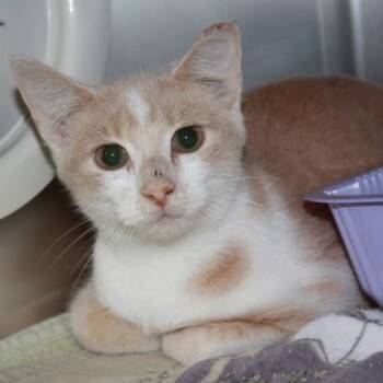 Lizard -  Domestic Short Hair Cat for Adoption in Richmond, Virginia - Lizard | PetCurious
