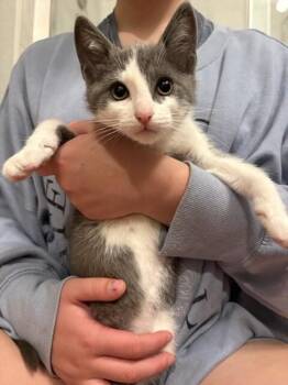 Glasgow -  Domestic Short Hair Cat for Adoption in Fort Collins, Colorado - Glasgow | PetCurious