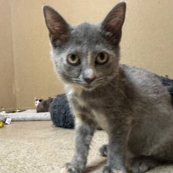 Tallie -  Domestic Short Hair Cat for Adoption in Pekin, Illinois - Tallie | PetCurious