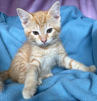 Frankie -  Tabby Cat Available for Adoption in Hood River, Oregon - Frankie | PetCurious