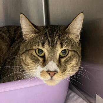 Domestic Short Hair Cats Available for Adoption - Toby | PetCurious