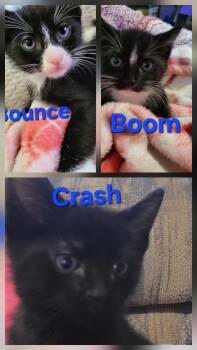 Boom, Crash and Bounce -  Domestic Short Hair Cat for Adoption in Hutchinson, Minnesota - Boom, Crash And Bounce | PetCurious