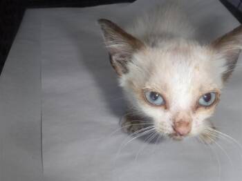 PETUNIA -  Domestic Short Hair Cat for Adoption in Doral, Florida - PETUNIA | PetCurious