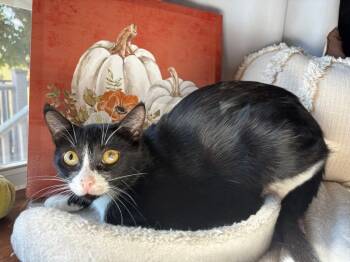 Rescue Domestic Short Hair Cats for Adoption in Effingham, Illinois - Thalia | PetCurious