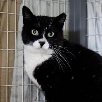 Domestic Short Hair Cats Available for Adoption - Galaxy 2 | PetCurious