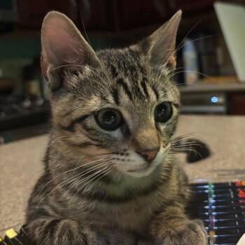 Motoki -  Domestic Short Hair Cat for Adoption in Boerne, Texas - Motoki | PetCurious