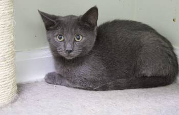 Rescue Domestic Short Hair Cats for Adoption in Pleasantville, New Jersey - Bono | PetCurious