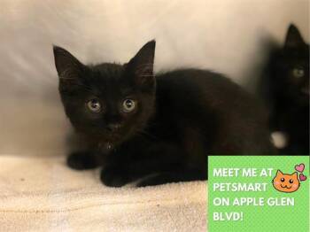 Domestic Short Hair Cats Available for Adoption in Fort Wayne, Indiana - CHEERIO | PetCurious