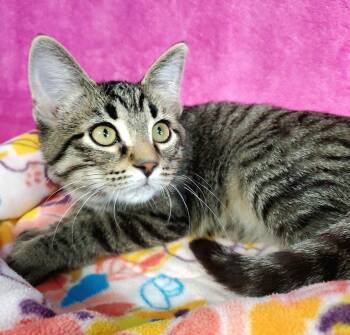 Shorty -  Domestic Short Hair Cat for Adoption in Greenville, Illinois - Shorty | PetCurious