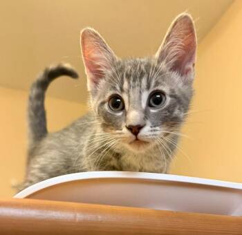 Lexis -  Tabby and Domestic Short Hair Cat for Adoption in Vaughan, Ontario - Lexis | PetCurious