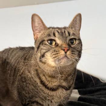 Blossom -  Domestic Short Hair Cat for Adoption in Desert Hot Springs, California - Blossom | PetCurious