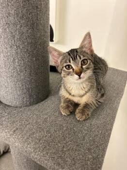 Victoria -  Domestic Short Hair Cat for Adoption in Millcreek, Utah - Victoria | PetCurious
