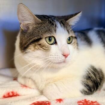 Toby -  Domestic Short Hair Cat for Adoption in Stafford Township, New Jersey - Toby | PetCurious
