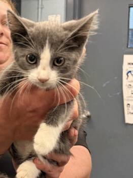 Pumpkin Butter -  Domestic Short Hair Cat for Adoption in Richmond, Virginia - Pumpkin Butter | PetCurious