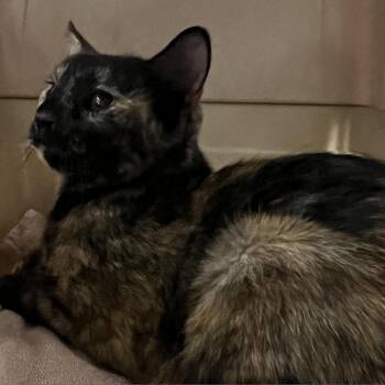 Domestic Short Hair Cats Available for Adoption in Columbus, North Carolina - Calla | PetCurious
