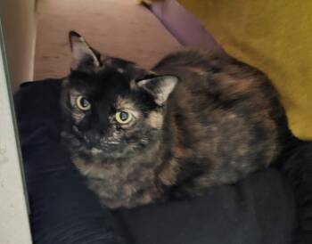 Rescue Domestic Short Hair Cats for Adoption in Bloomington, Indiana - Mickie | PetCurious