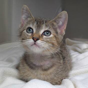 Liberty -  Domestic Short Hair Cat for Adoption in Michigan City, Indiana - Liberty | PetCurious