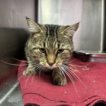 Dough Guy -  Domestic Short Hair Cat for Adoption in Davenport, Iowa - Dough Guy | PetCurious