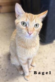 Bagel -  Domestic Short Hair Cat for Adoption in Rossville, Georgia - Bagel | PetCurious