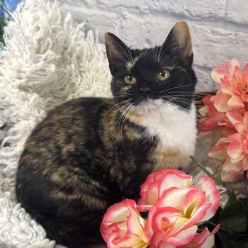 Domestic Short Hair Cats Available for Adoption in Harrisonburg, Virginia - Tamerlane | PetCurious