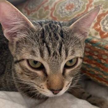 Juan -  Domestic Short Hair Cat for Adoption in New York, New York - Juan | PetCurious