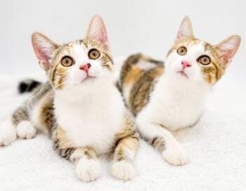 Lilly and Muffin - BONDED BEAUTIES - love bugs - POSSIBLE THERAP -  Calico and Torbie Cat for Adoption in Bedford Hills, New York - Lilly And Muffin - BONDED BEAUTIES - Love Bugs - POSSIBLE THERAP | PetCurious