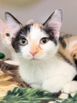 Sprig -  Domestic Short Hair Cat for Adoption in Menomonie, Wisconsin - Sprig | PetCurious