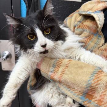 Domestic Long Hair Cats Available for Adoption - Penelope | PetCurious