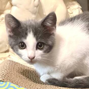 Magnolia 2 -  Domestic Medium Hair Cat for Adoption in Cumming, Georgia - Magnolia 2 | PetCurious