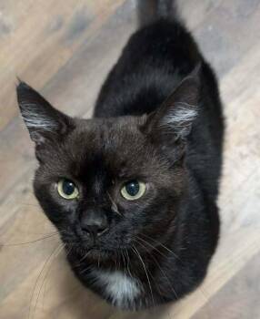 Domestic Short Hair Cats Available for Adoption in Metamora, Illinois - Black Sabbath  K-525 | PetCurious