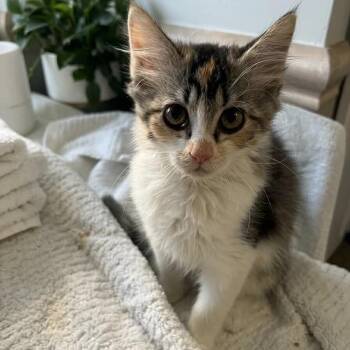 Rasbora -  Domestic Medium Hair Cat for Adoption in Candler, North Carolina - Rasbora | PetCurious