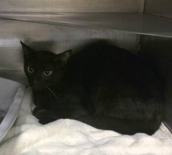 MIDNIGHT -  Domestic Short Hair Cat for Adoption in Conroe, Texas - MIDNIGHT | PetCurious