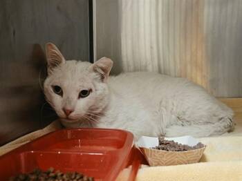 TOFU -  Domestic Short Hair Cat for Adoption in Martinez, California - TOFU | PetCurious