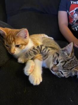 Fernshine -  Domestic Short Hair Cat for Adoption in Arthur, Ontario - Fernshine | PetCurious