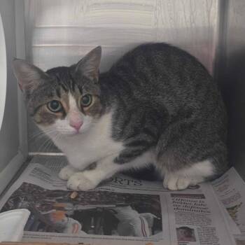 Mr. Beans -  Domestic Short Hair Cat for Adoption in Chattanooga, Tennessee - Mr. Beans | PetCurious